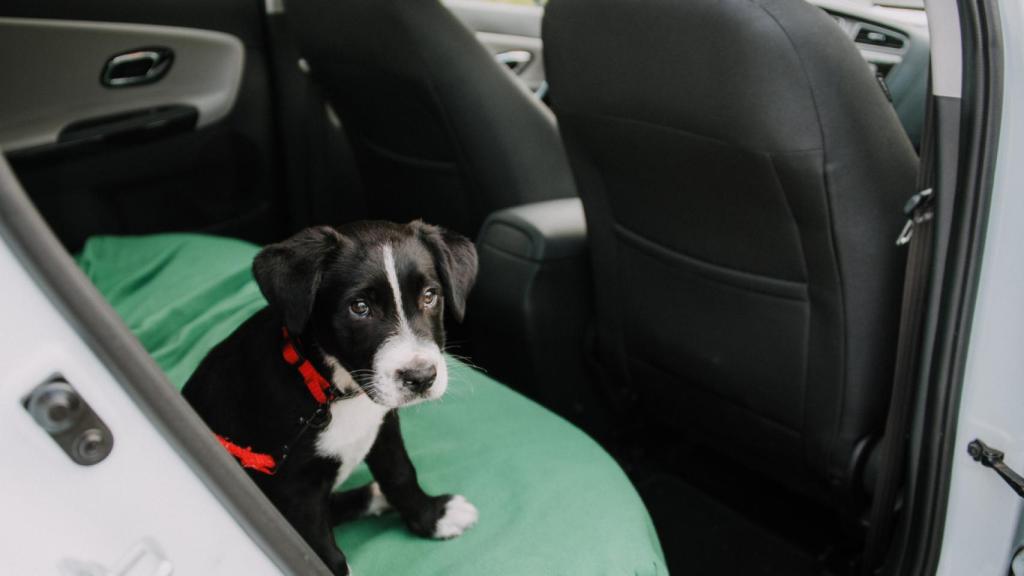 Un cachorro en un coche. 