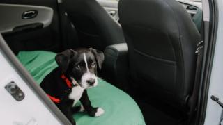 Un cachorro en un coche. 