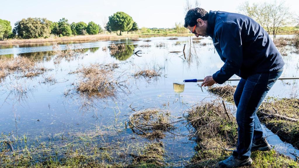 Una persona realiza tareas de tratamiento para prevenir el Virus del Nilo en Laguna de San Lázaro (Sevilla).