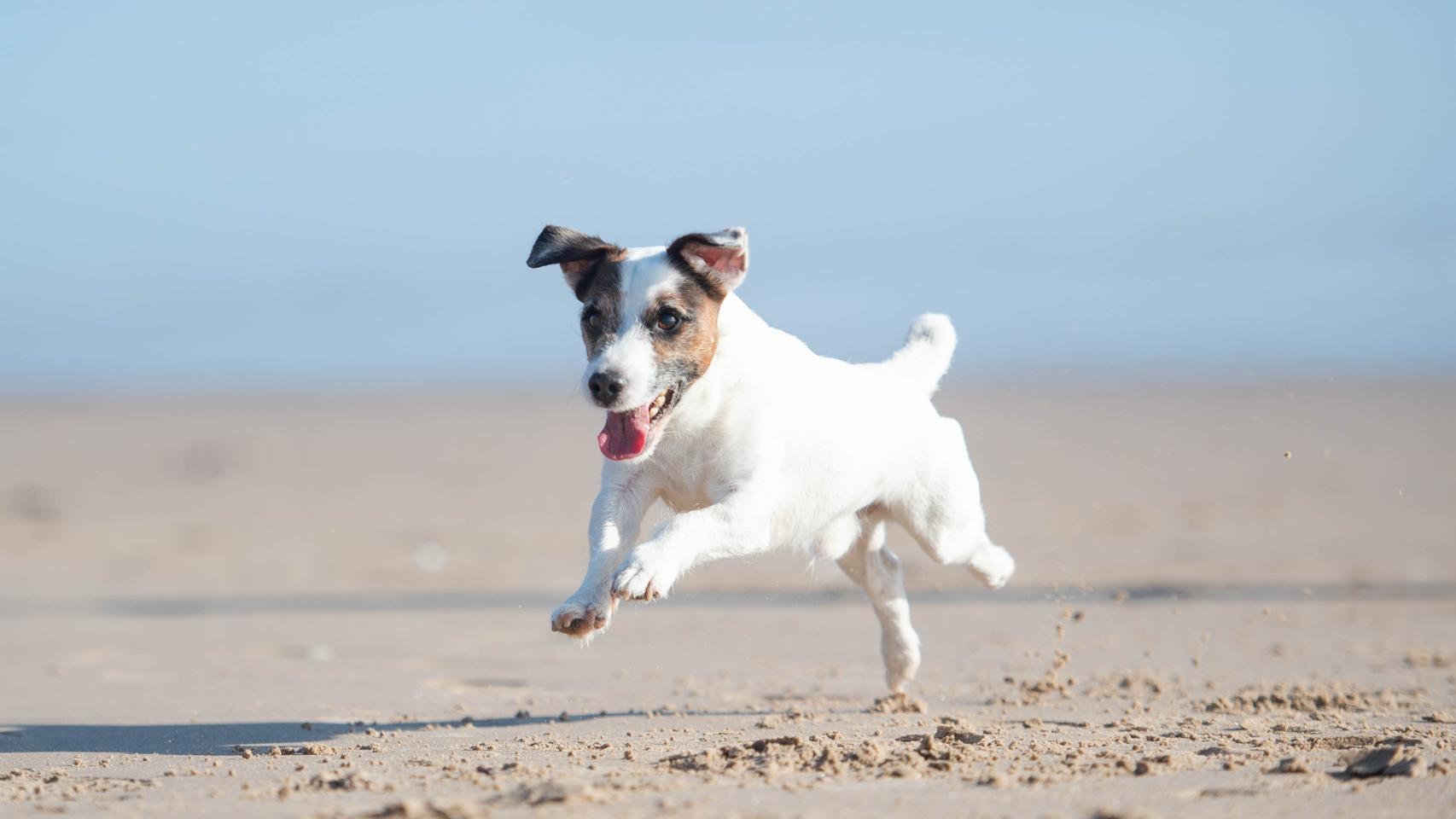Un perro jugando en la playa
