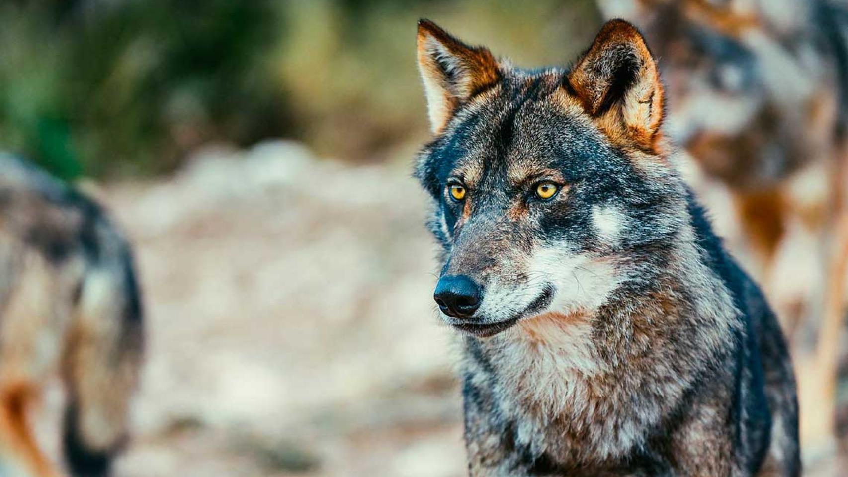 Lobo Ibérico.