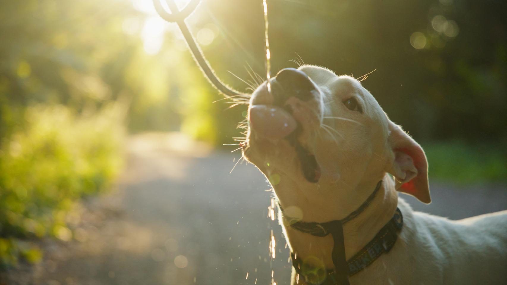 Un perro. 