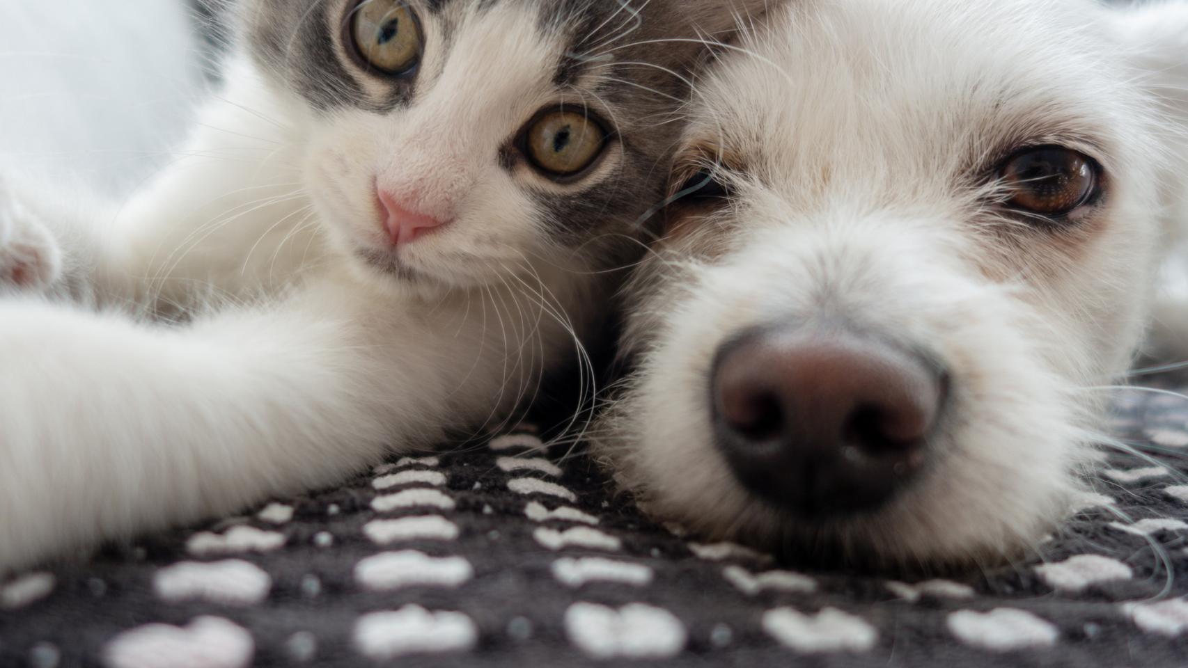 Un perro y un gato.