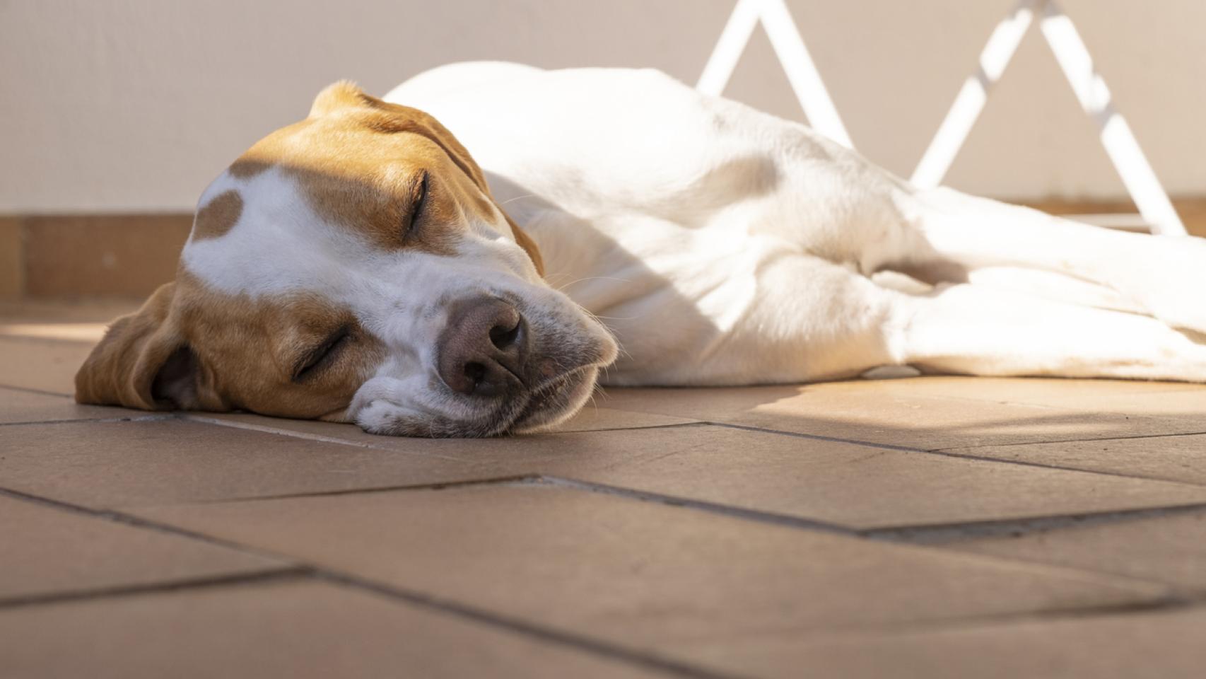 Un perro cansado.