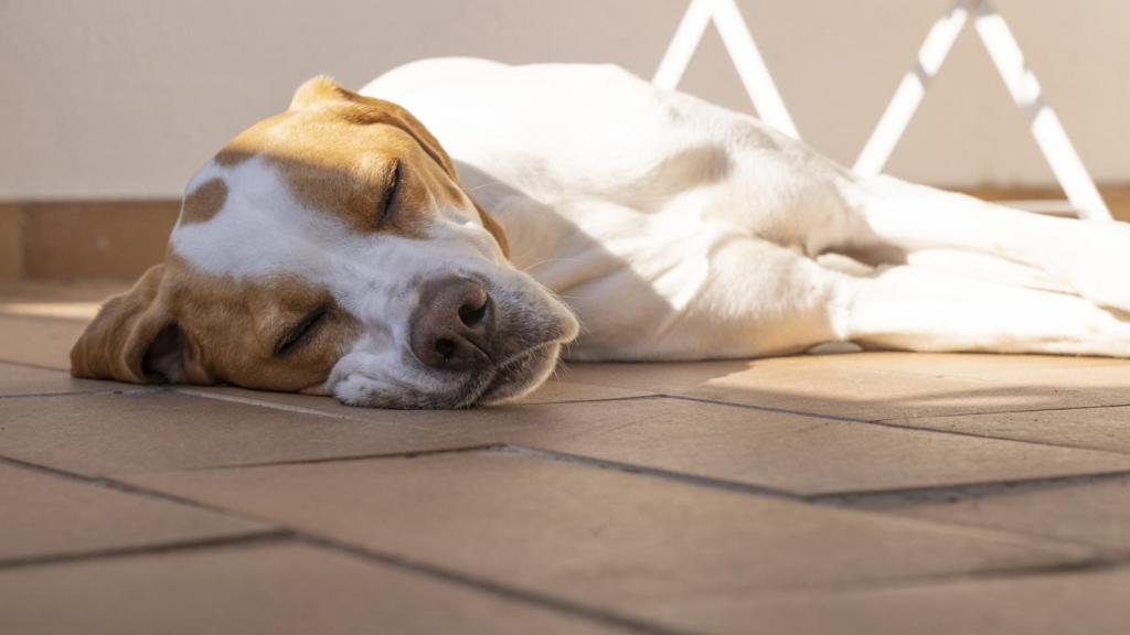 Un perro cansado.