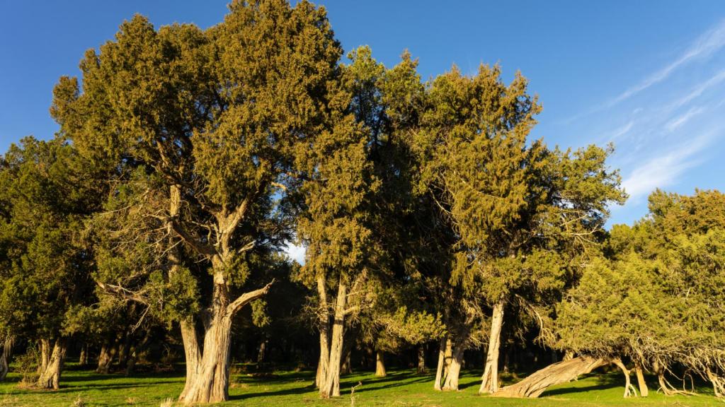 Bosque de enebros en Calatañazor (Soria).