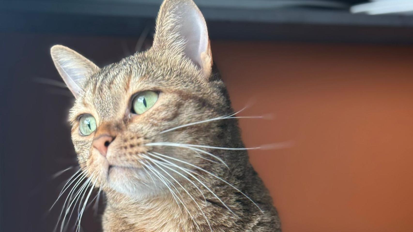 Un gato.