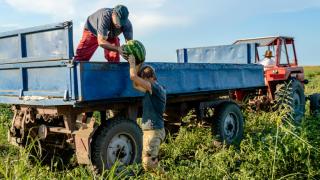 Agricultores recolectando sandías. 