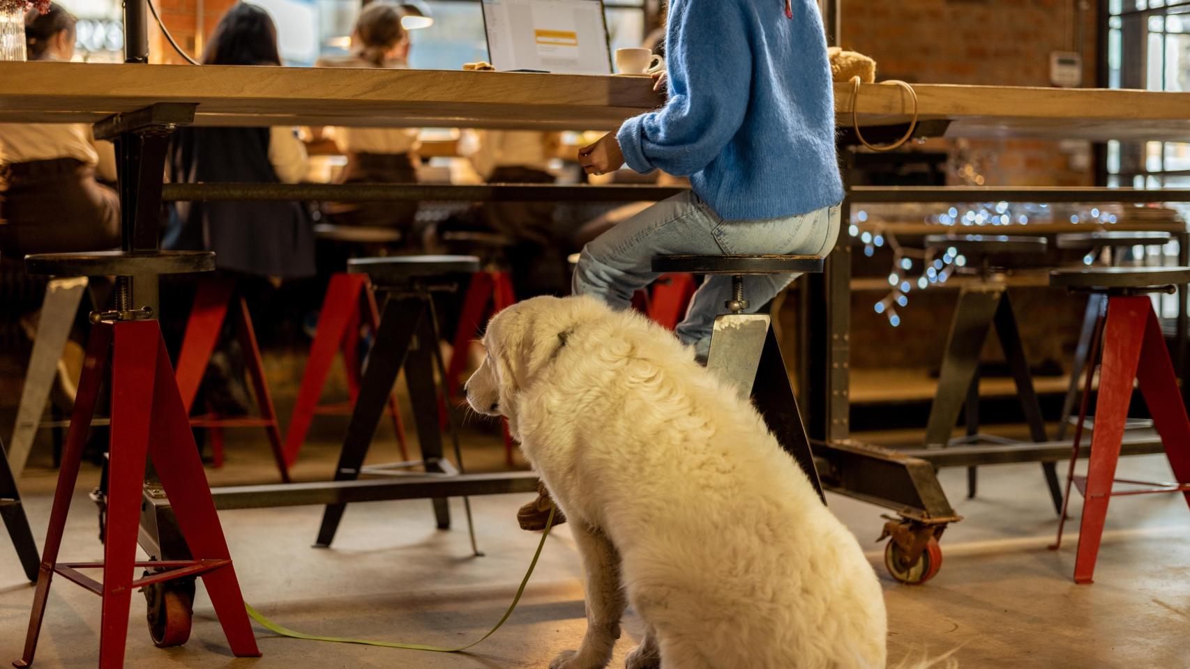 Un perro en el interior del local.