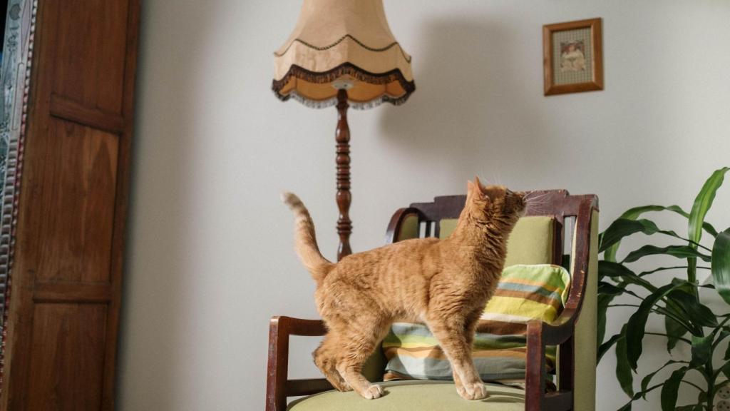Gato con la cola levantada.