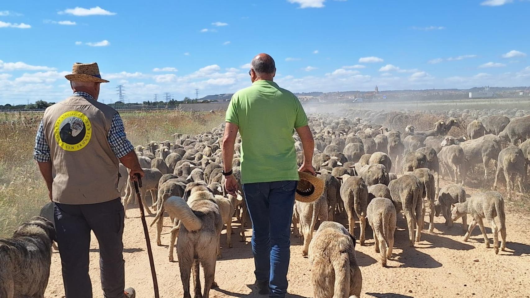 Imagen de las ovejas a su paso por Tordesillas y Jacinto Canales con el pastor. 