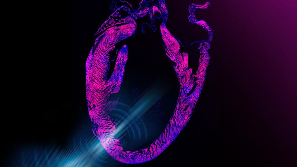 Imagen de la actividad de un corazón impulsada por ultrasonidos