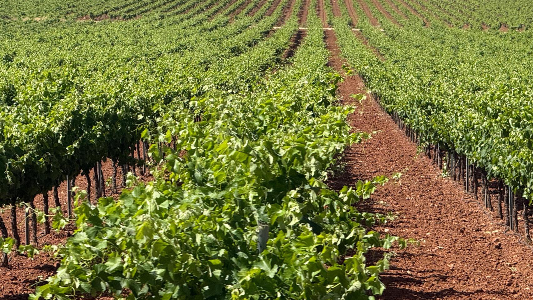Viñedo de Valdepeñas.