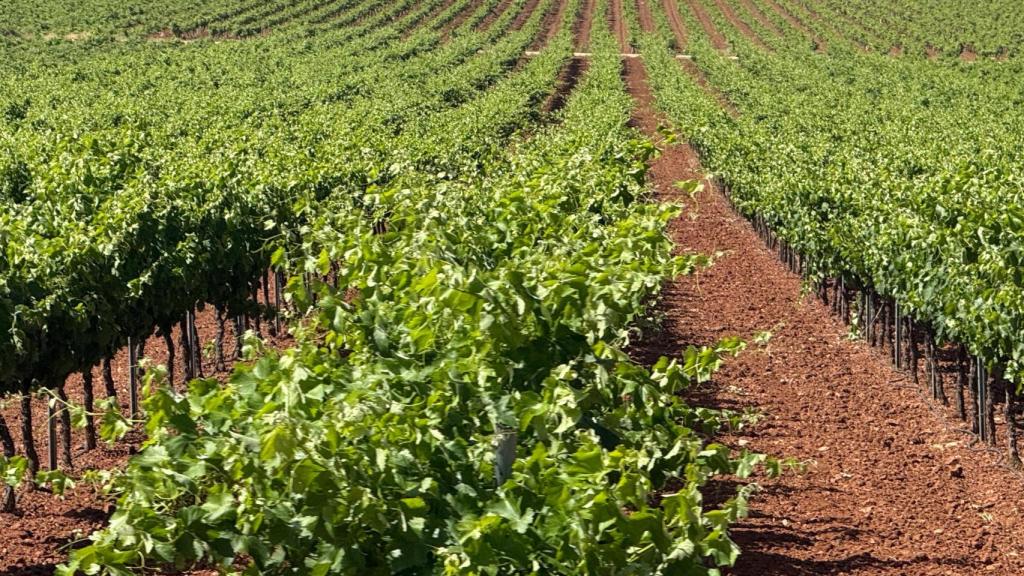 Viñedo de Valdepeñas.