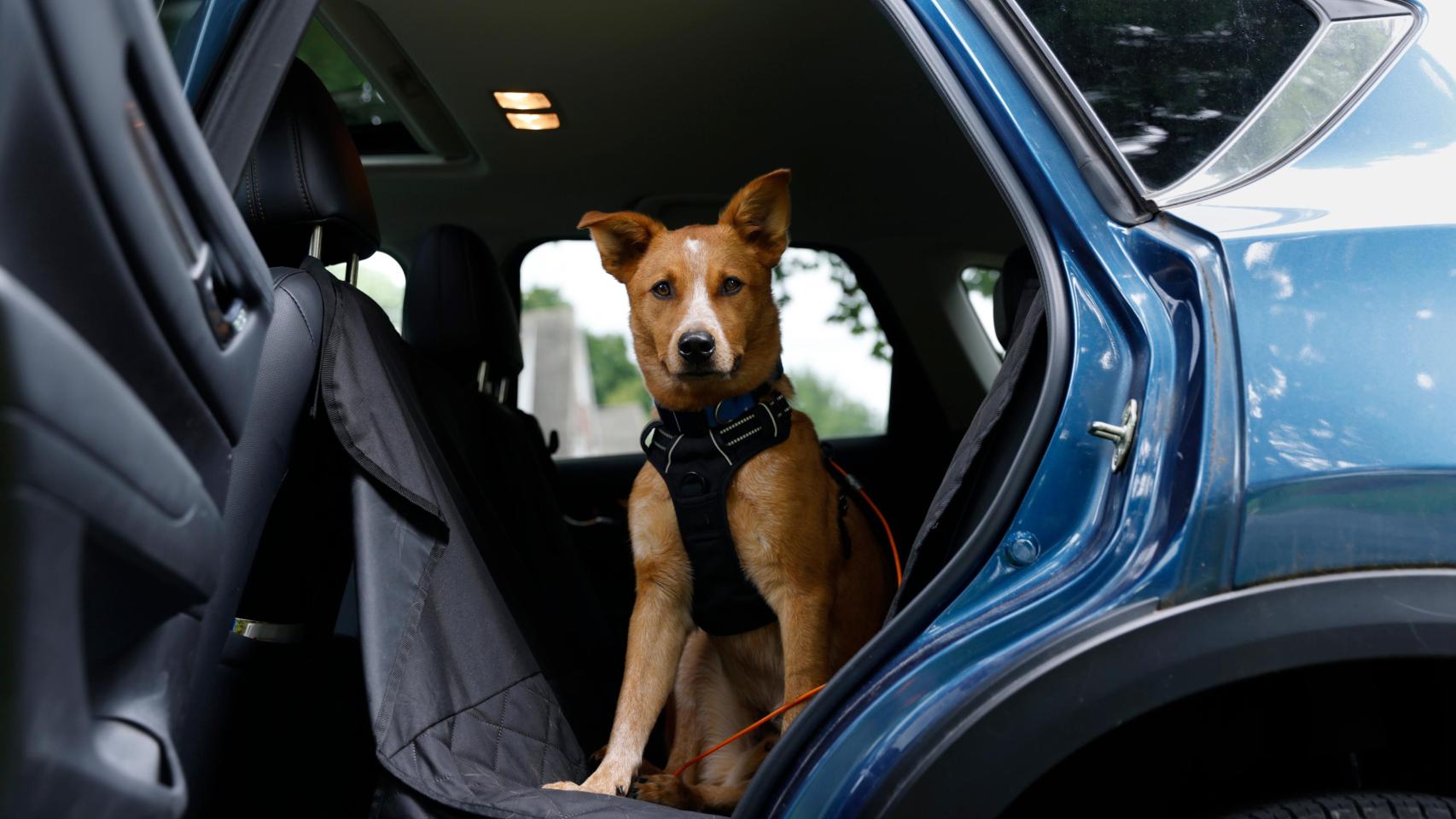 Un perro en un vehículo, en una imagen de Shutterstock.