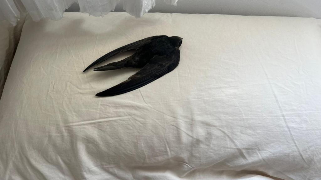 El vencejo en la almohada. 