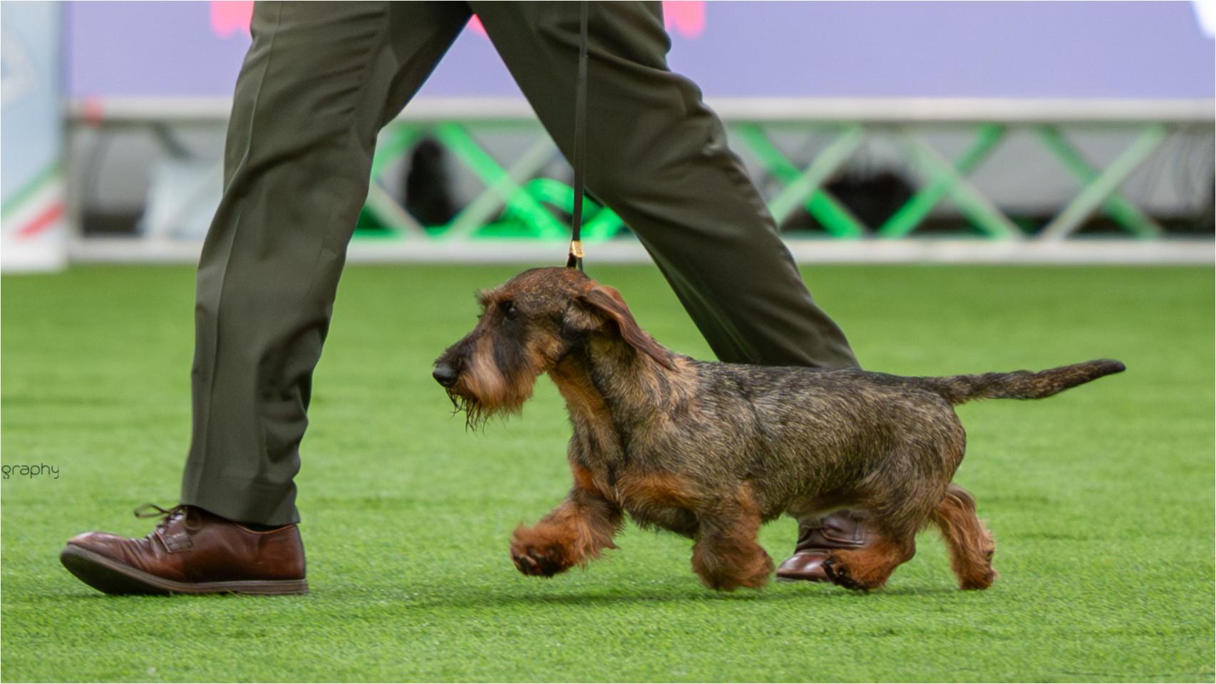 Bertín, campeón de su raza en la World Dog Show 