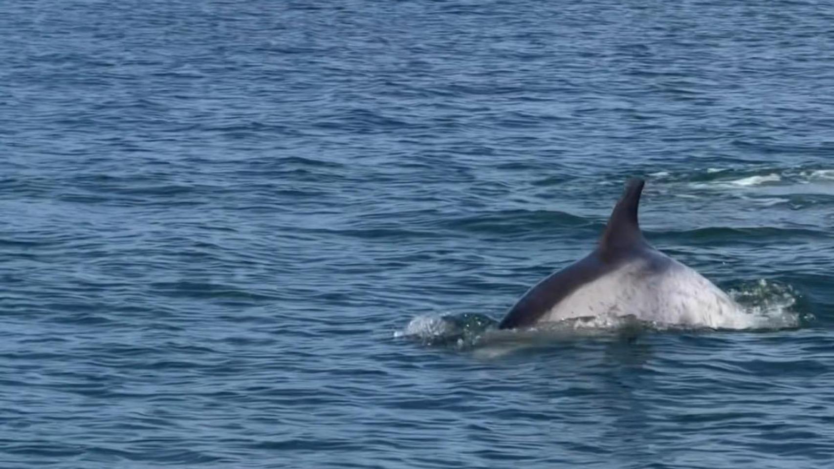 Delfines en la costa de Sada