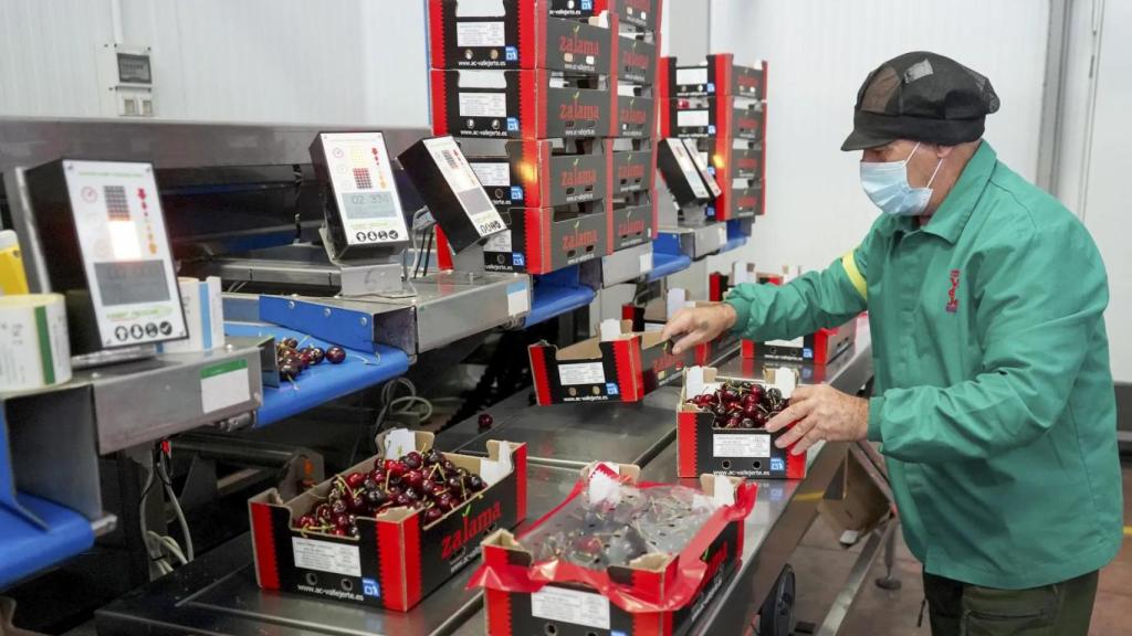 Trabajador manipulando cajas de fruta. EFE