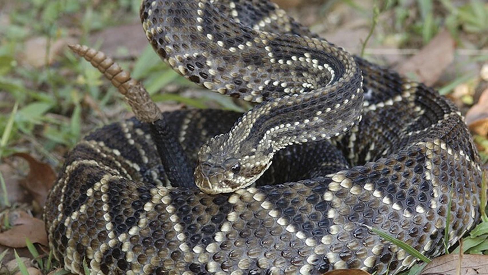 Una serpiente Cascabel, el animal que está al lugar de concentración de la selección de Suiza