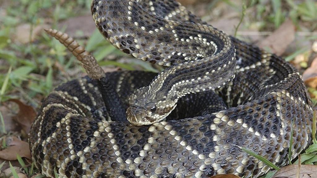 Una serpiente Cascabel, el animal que está al lugar de concentración de la selección de Suiza