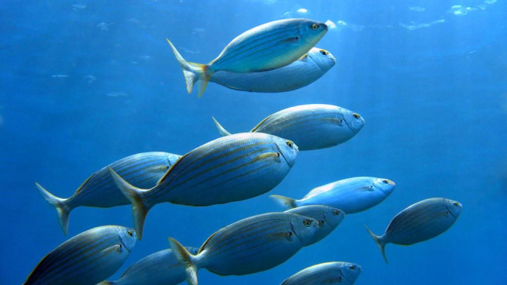 Peces en el mar.