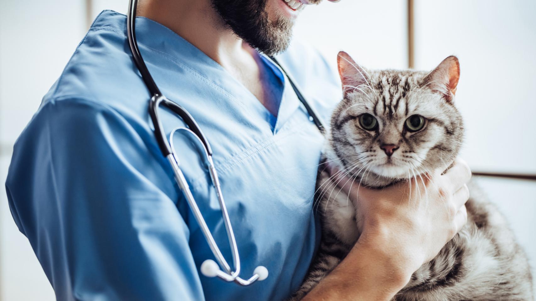Un veterinario con gato.