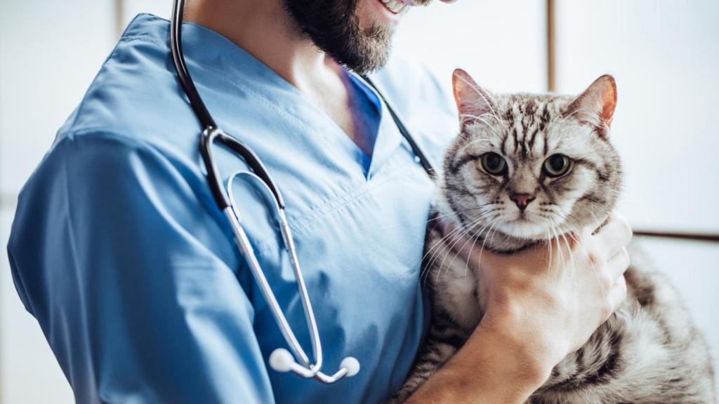 Un veterinario con gato.