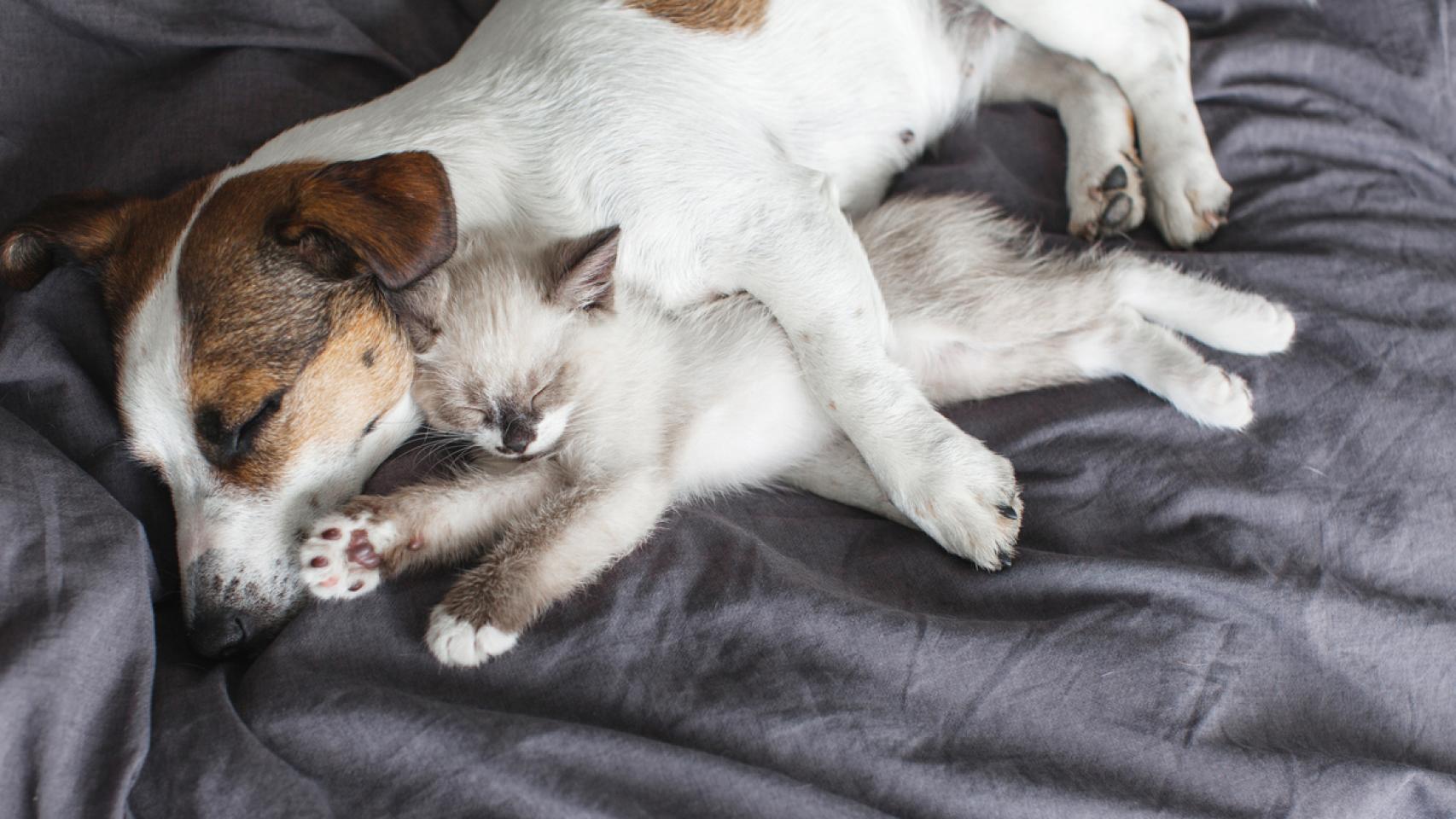 Un perro y un gato. 