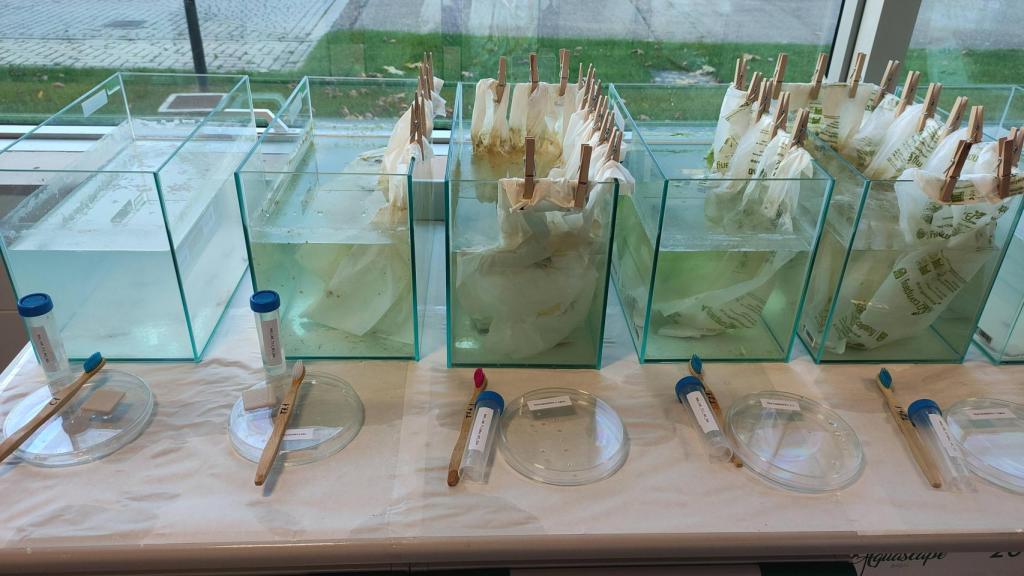 Cultivos experimentales instalados en los centros educativos.