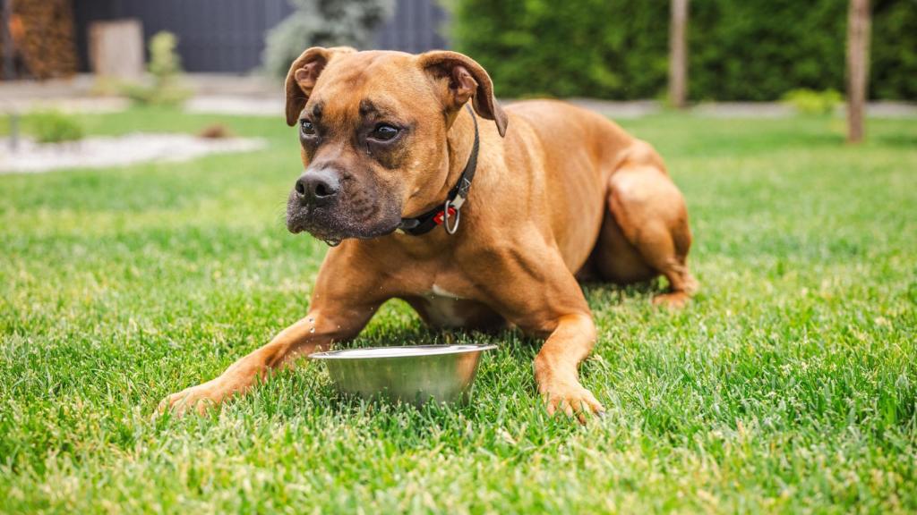 Un perro, en una imagen de Shutterstock.