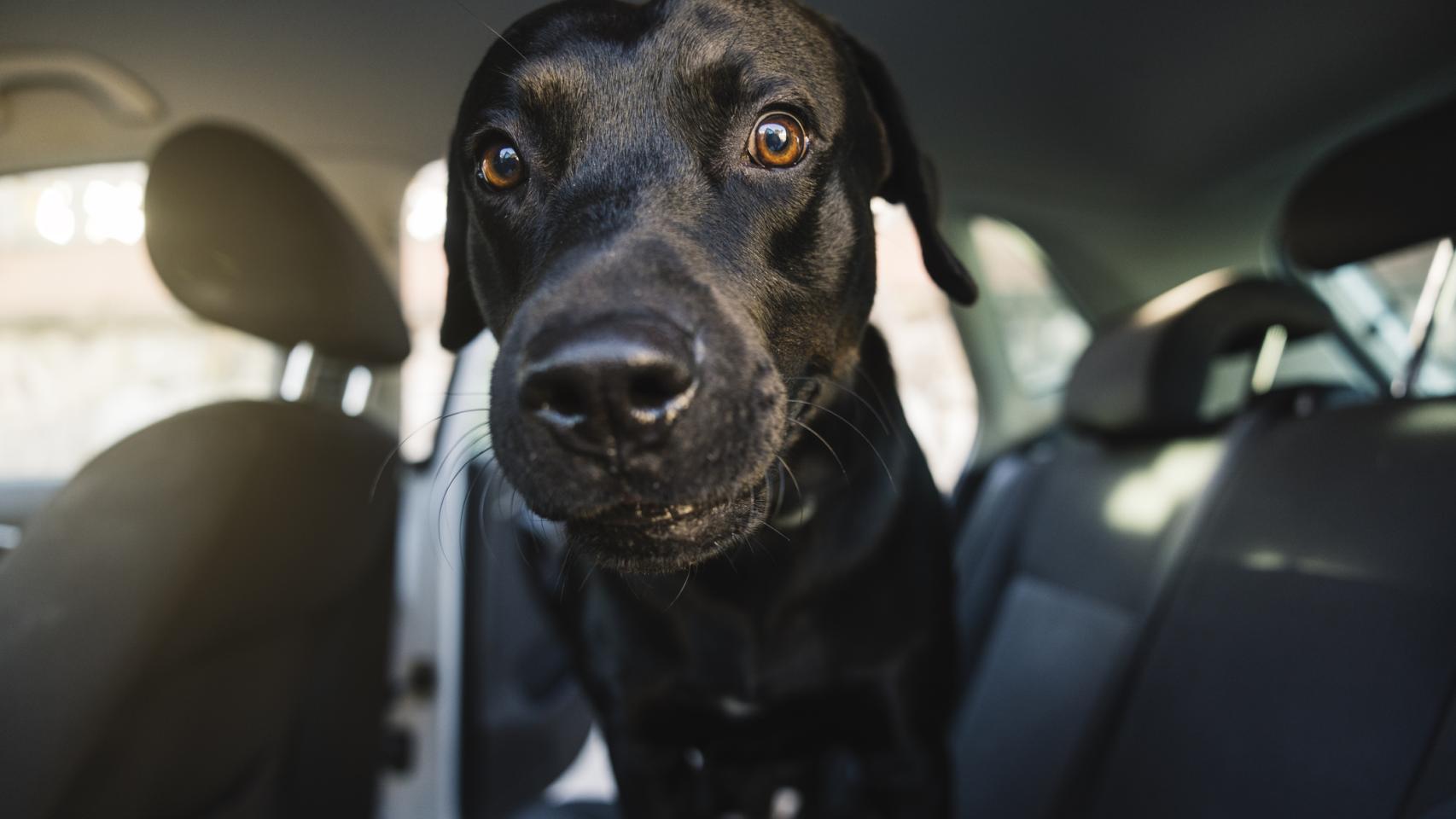 Imagen de archivo de un perro en un coche.
