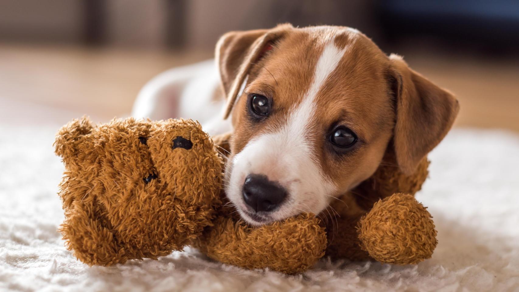 Un cachorro de perro.