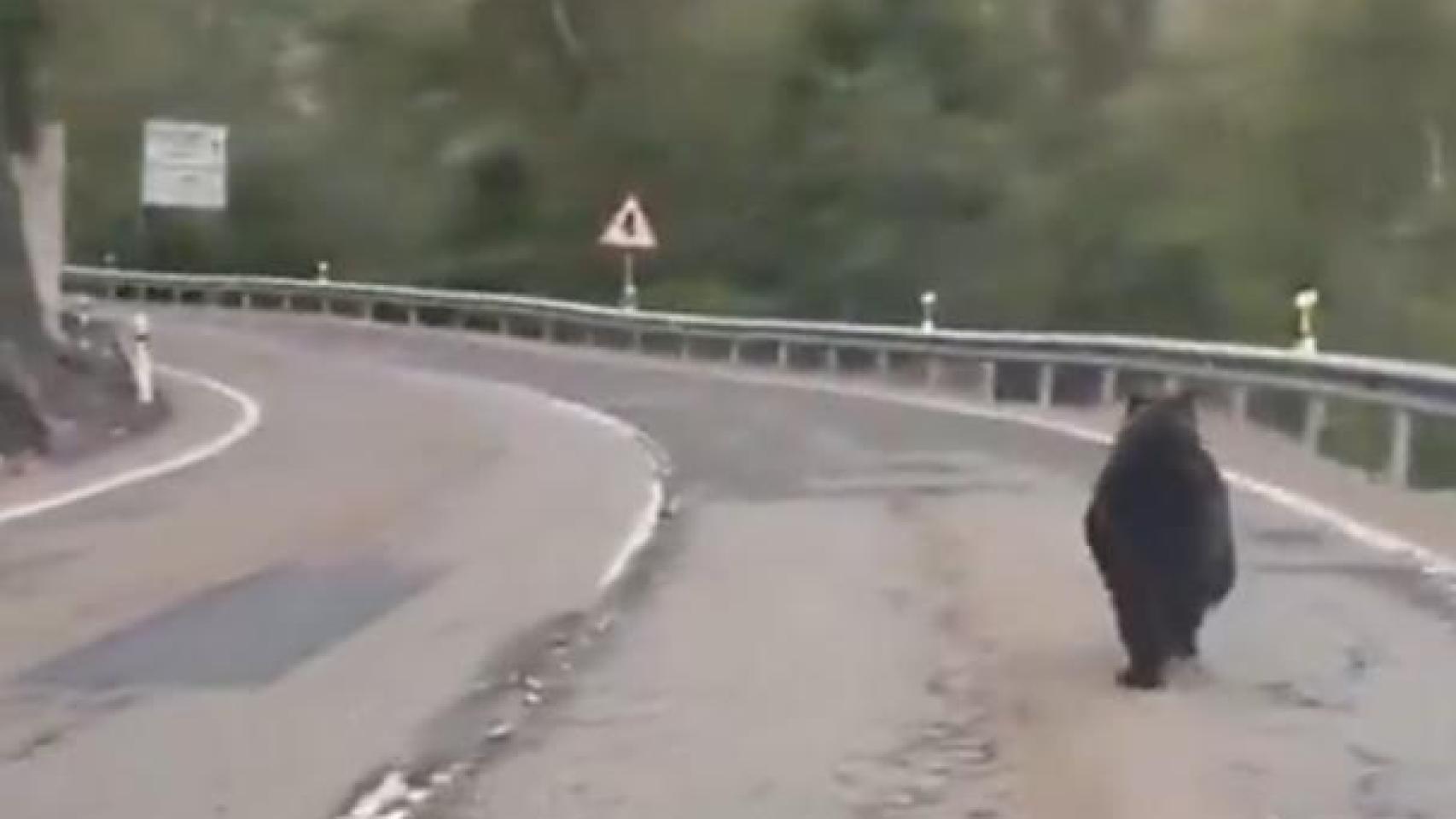 Un fragmento del vídeo de un oso en una carretera de León compartido en la red social X