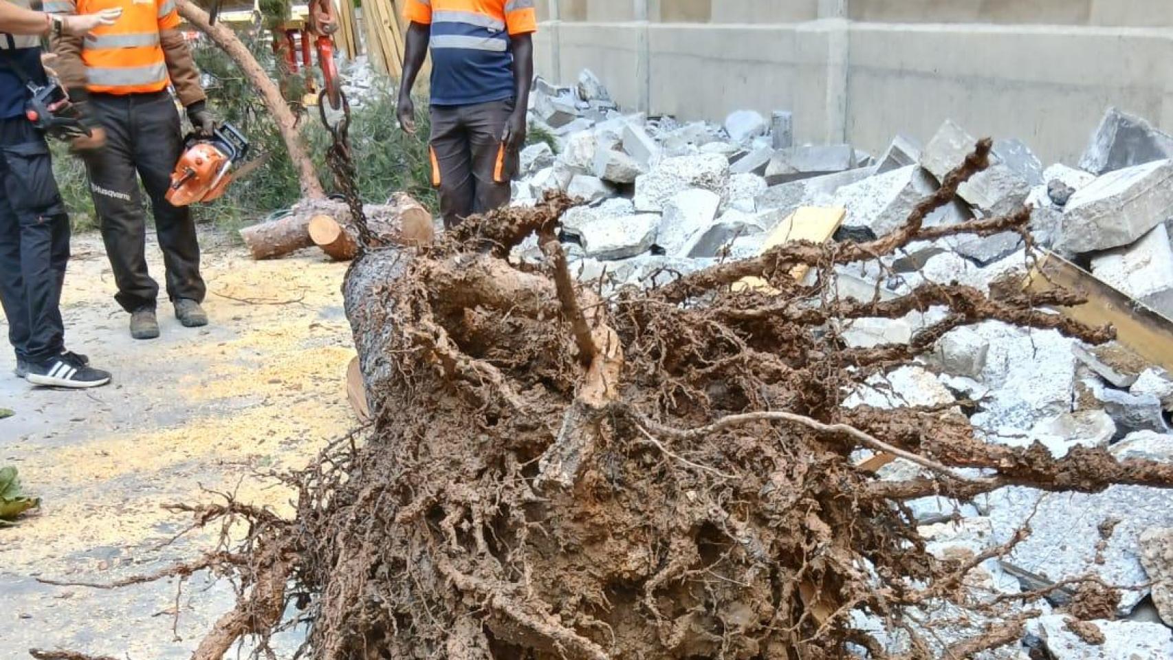 Uno de los árboles afectados en la calle Pedro Cerbuna. 
