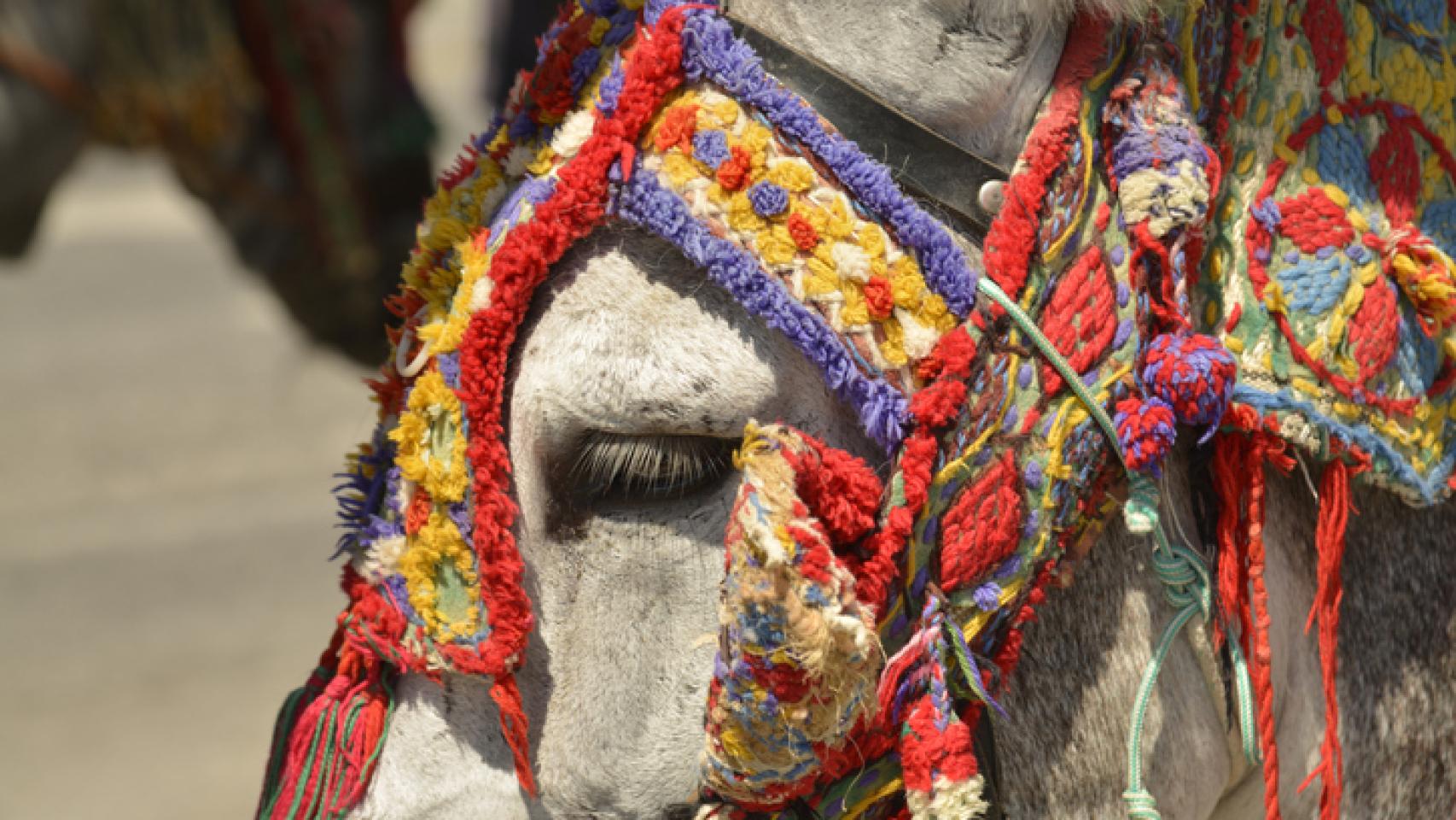 Un burro usado como atracción turística. 