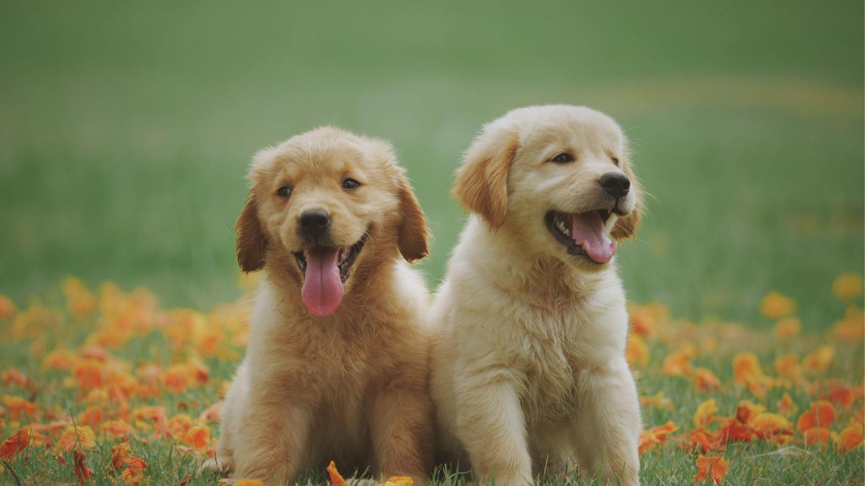 Cachorros de Golden Retriever