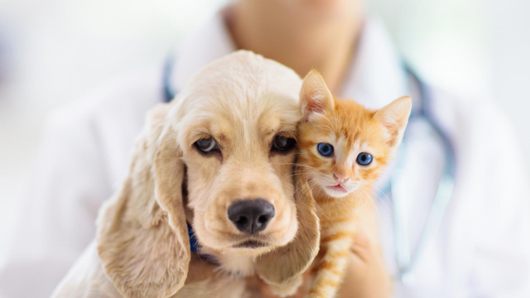 Un perro y un gato en el veterinario. 