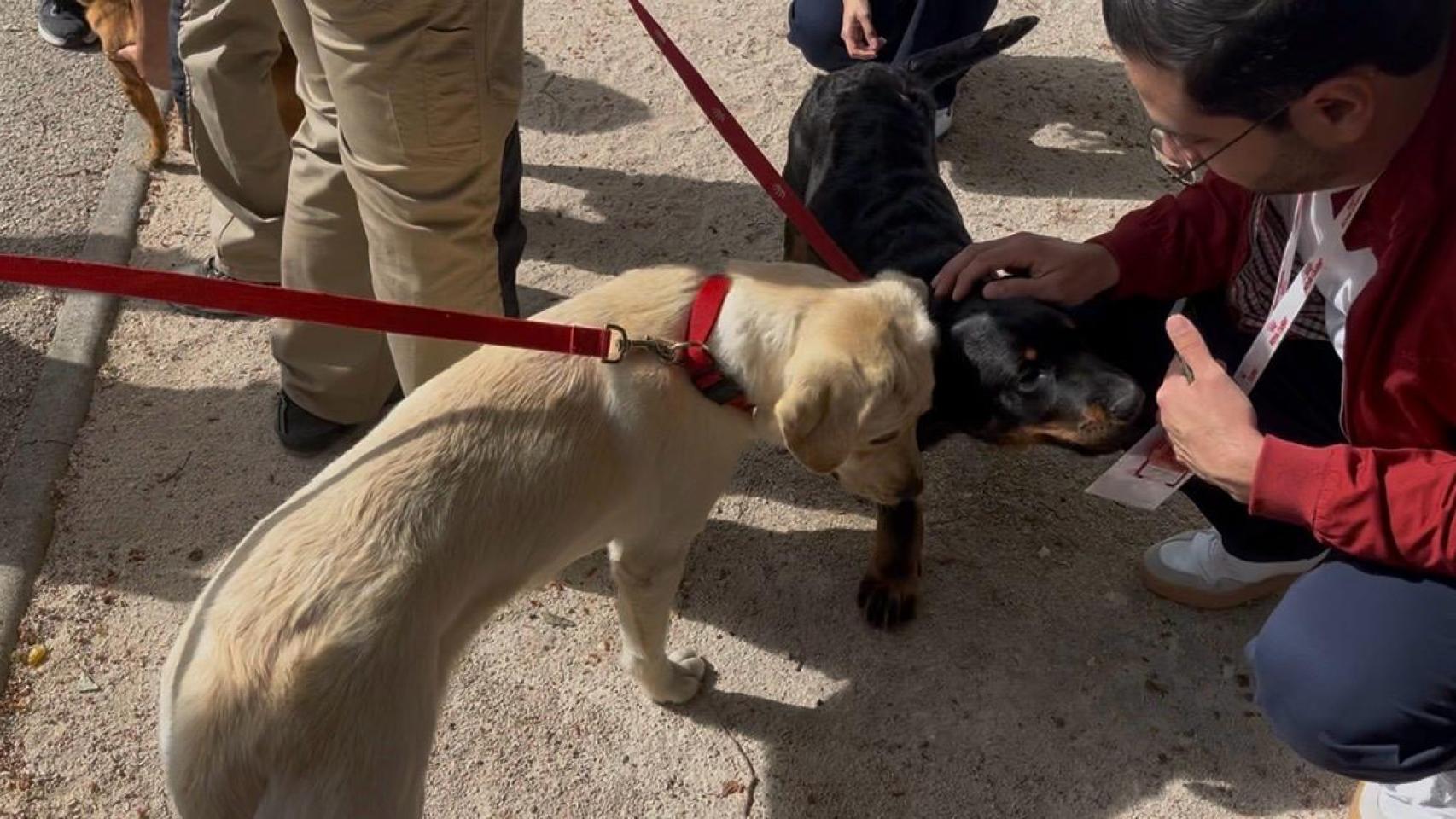 Los perros del Centro de Royal Canin en Francia. 