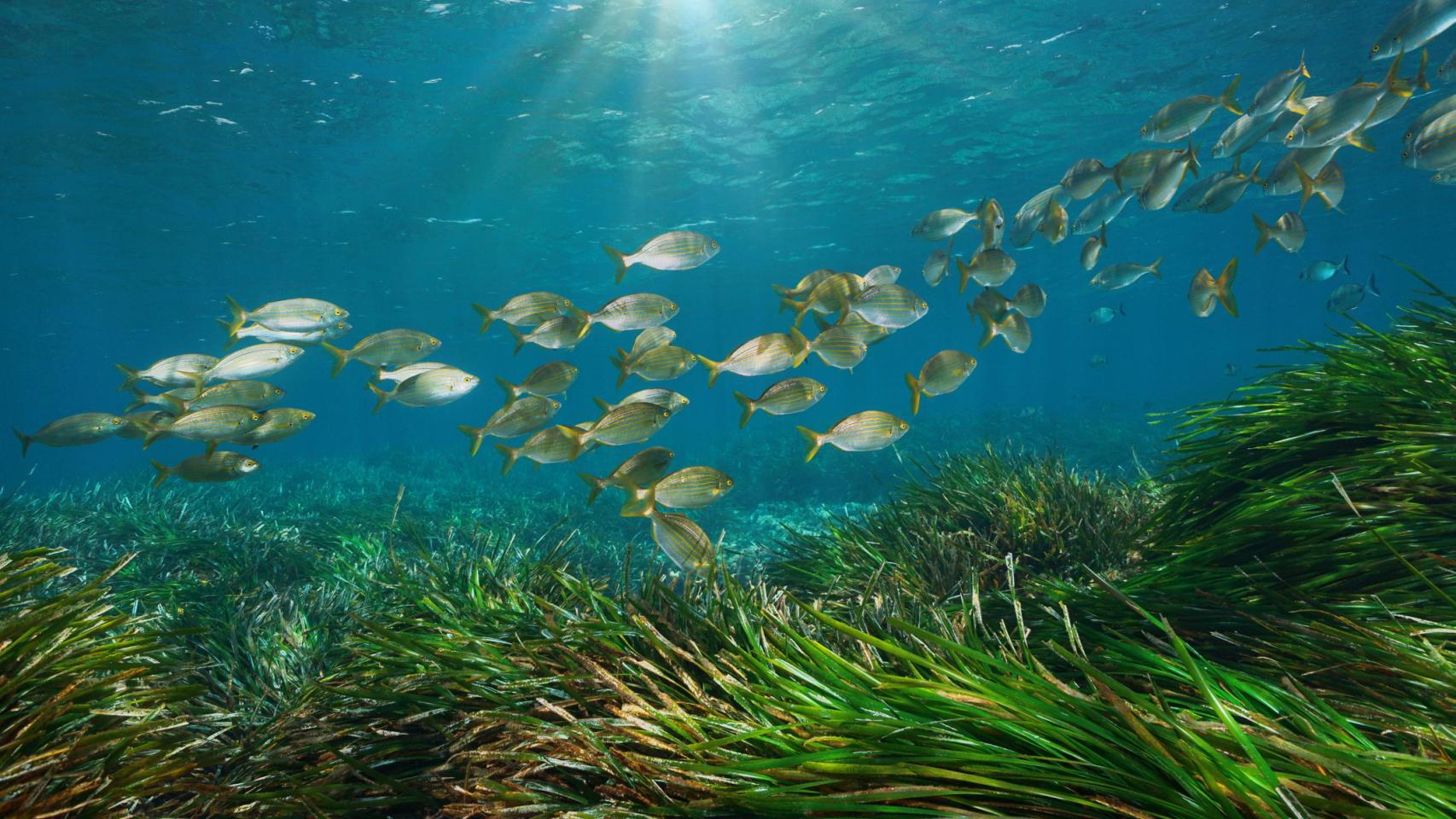 Posidonia del mar mediterráneo con un banco de peces.