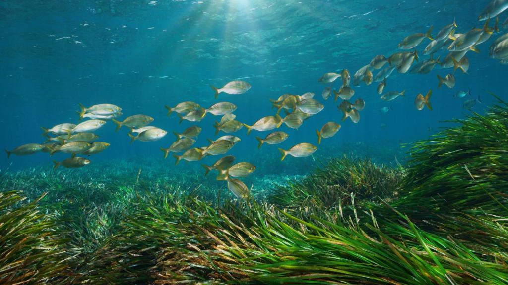 Posidonia del mar mediterráneo con un banco de peces.