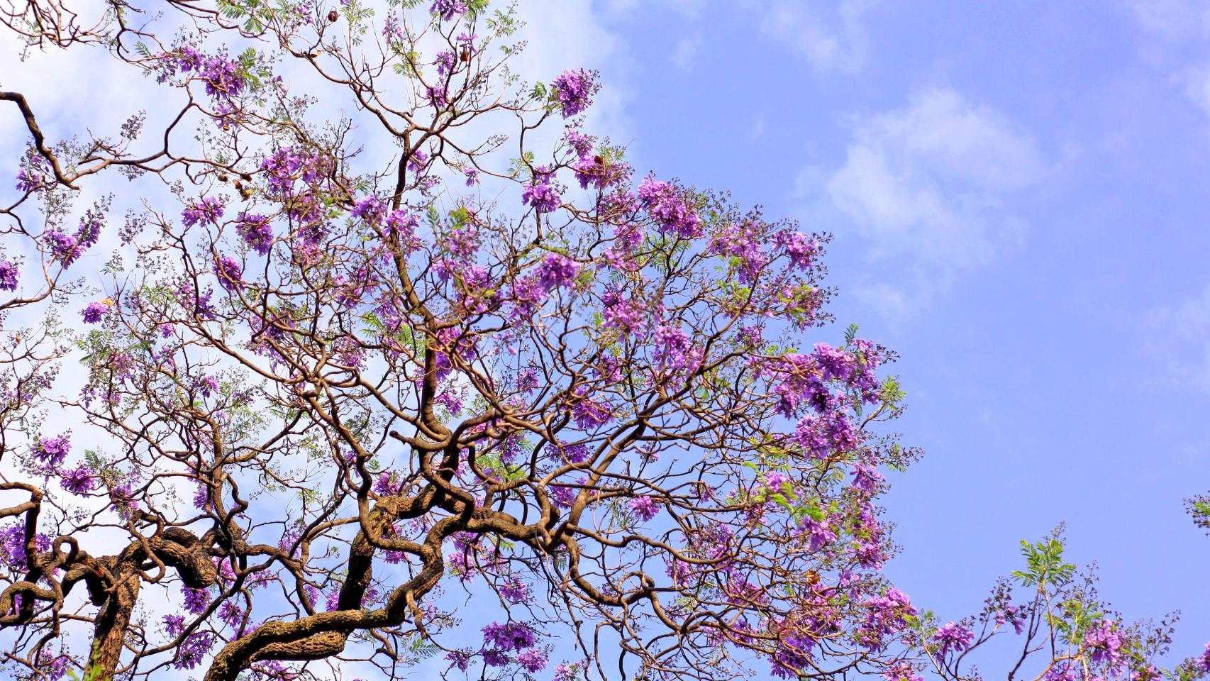 Una jacaranda en imagen de archivo.