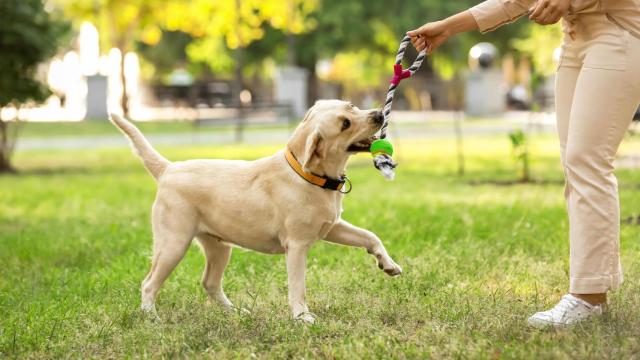 Parque canino.
