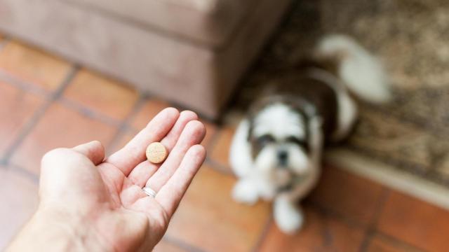 Una pastilla y un perro.