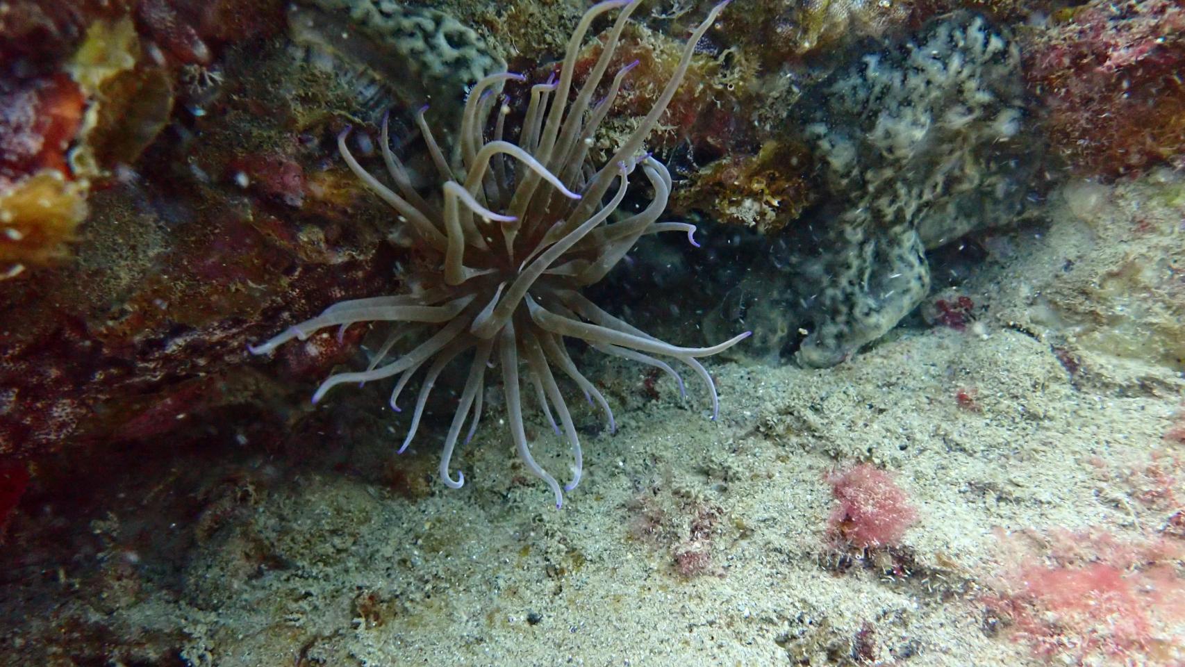 Protección y regeneración del ecosistema marino. Fundació Ona Futura.