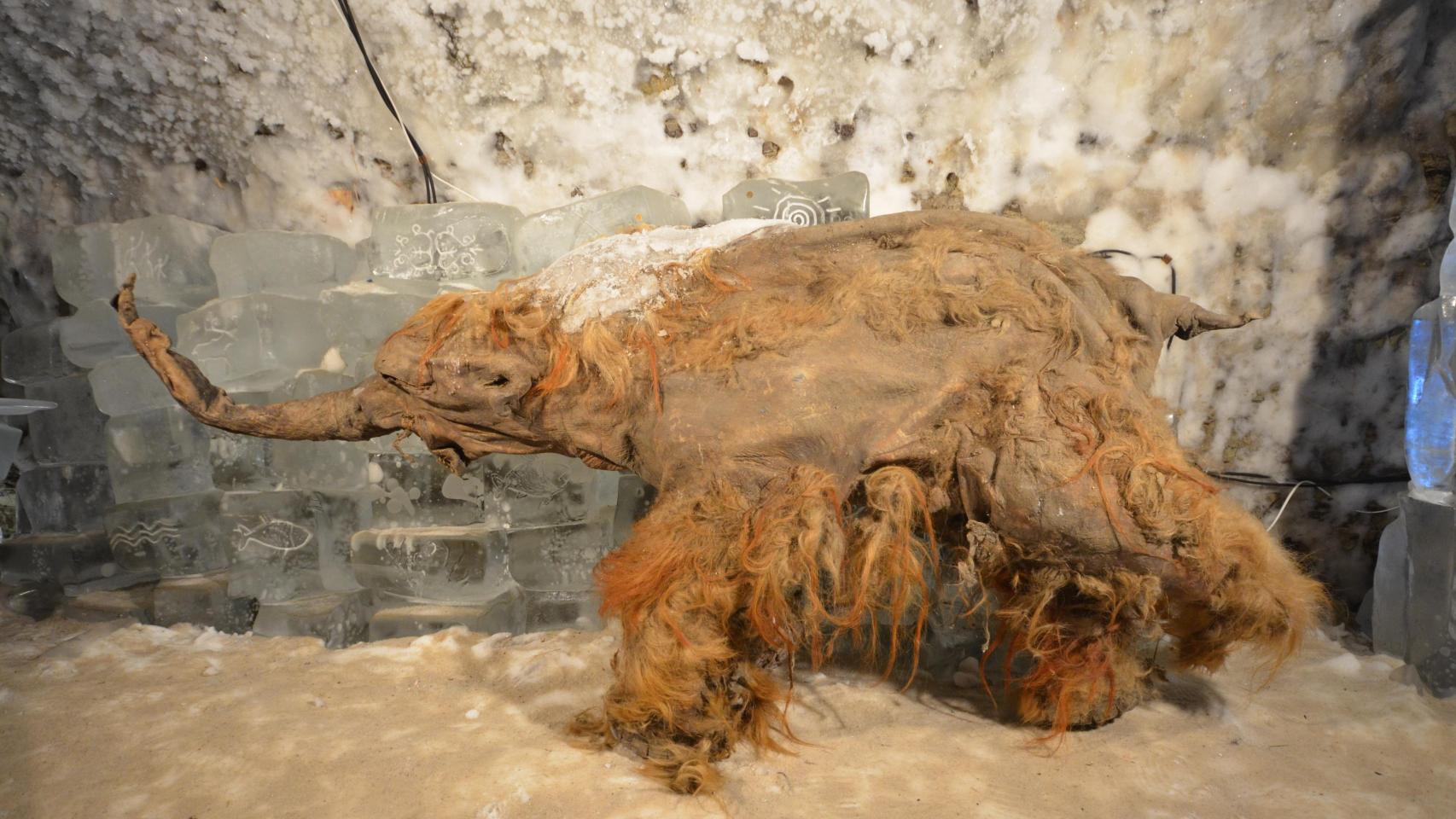 Yuka, la cría de mamut de la que se ha extraído el ARN más antiguo conocido.