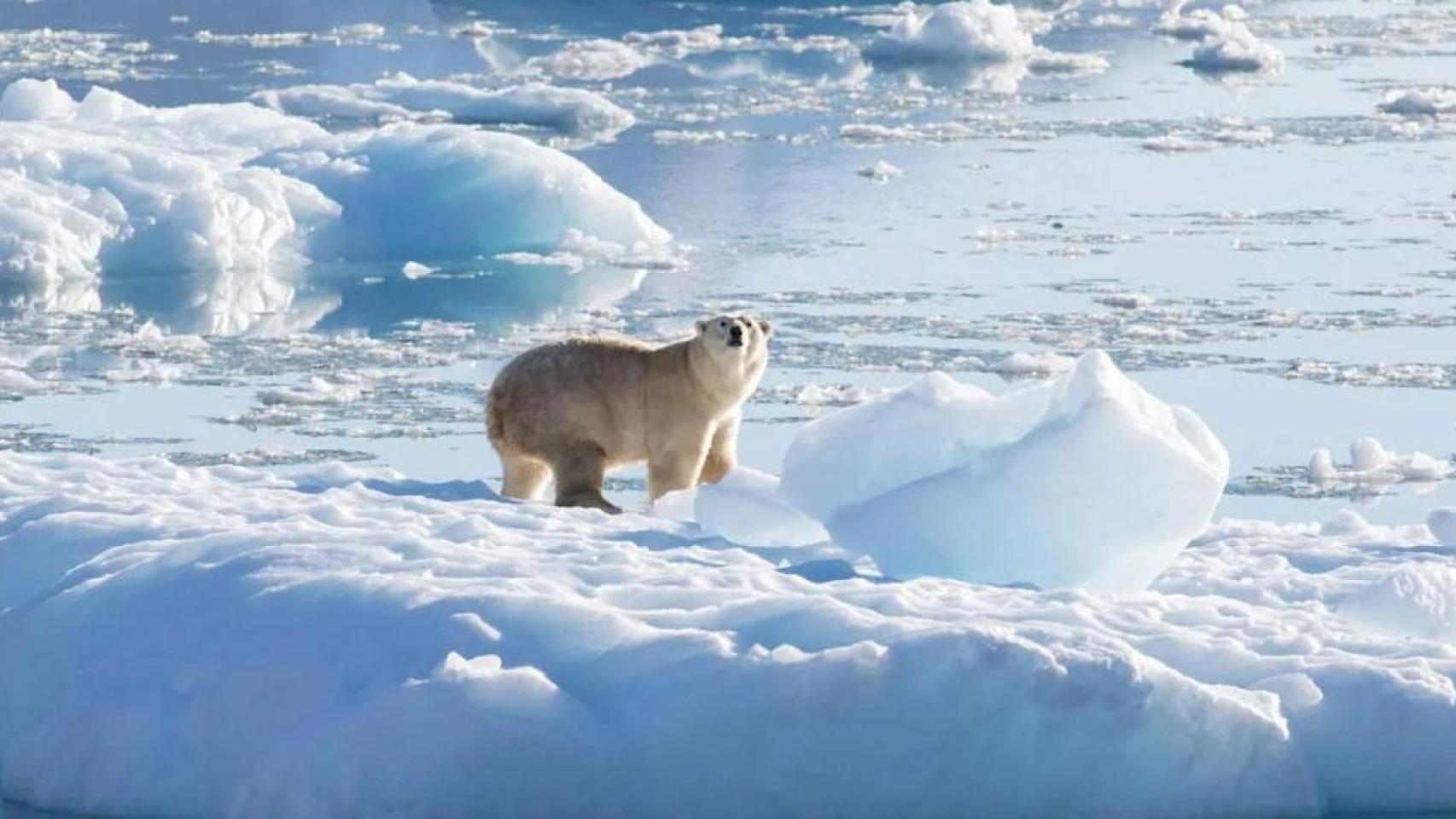Oso polar atravesando casquetes de hielo en Groenlandia. Reuters/Thomas W. Johansen/NASA Oceans Melting Greenland