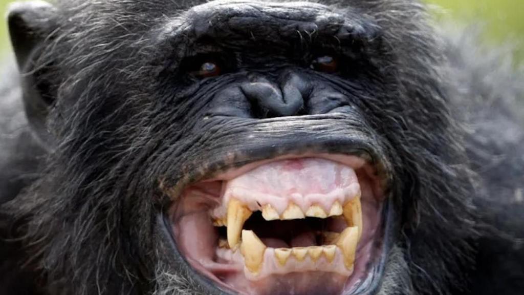 Un chimpancé carcajeándose de vaya usted a saber qué tontería.