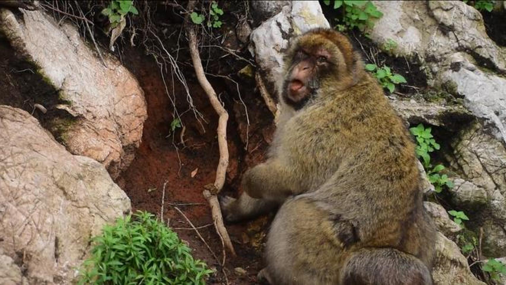 Un macaco comiendo tierra de arcilla roja.