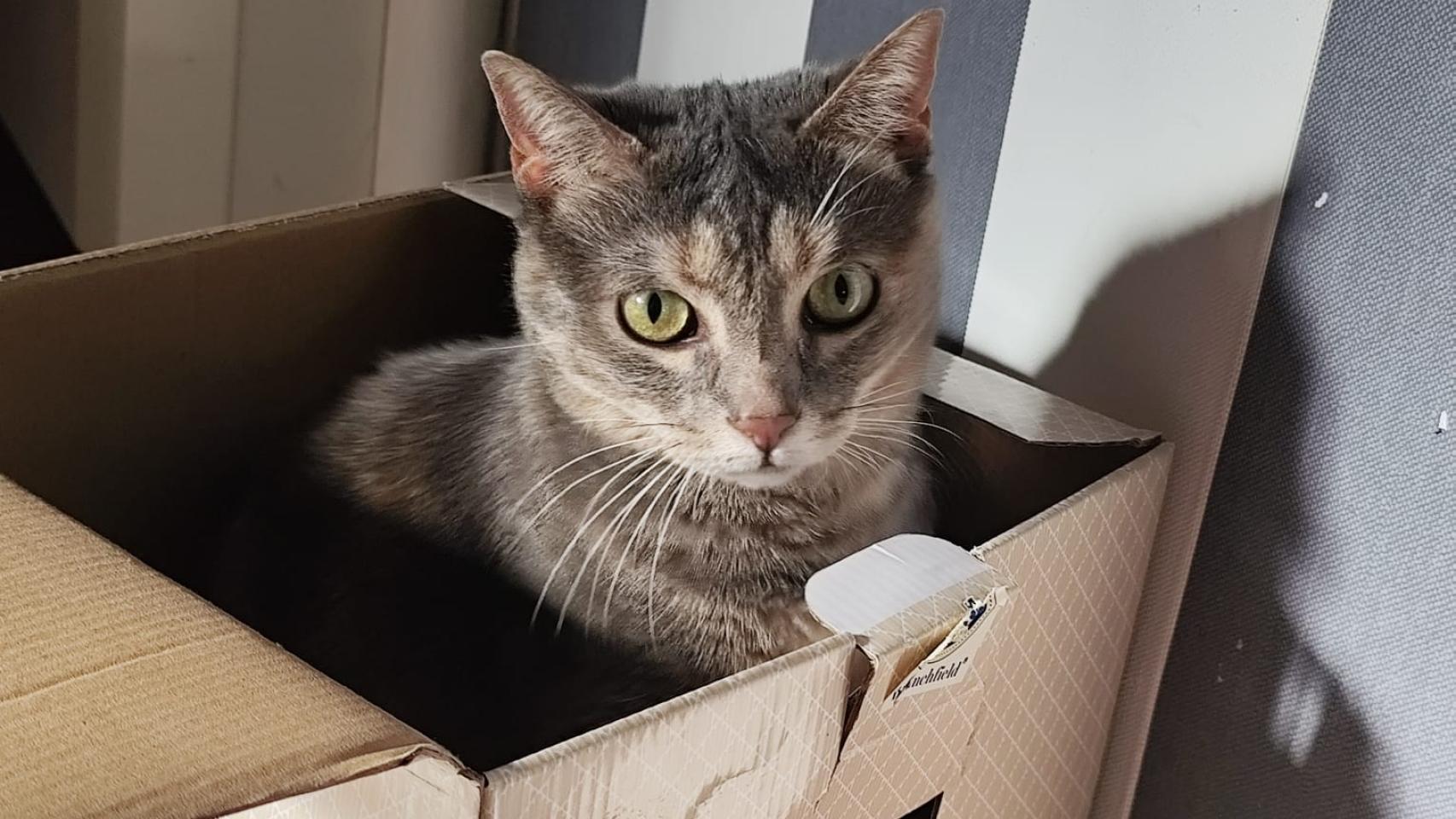Un gato en una caja.